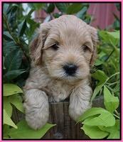 Mazie Blaze pups 5 wks old 41