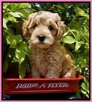Mazie Blaze pups 6 wks old 31