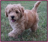 Mazie Blaze pups 7 wks old 11