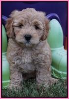Mazie Blaze pups 7 wks old 31