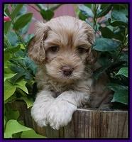 Mazie Blaze pups 5 wks old 71