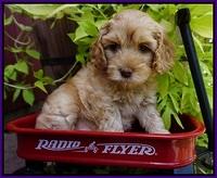 Mazie Blaze pups 6 wks old 81