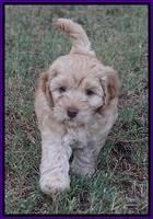 Mazie Blaze pups 7 wks old 91