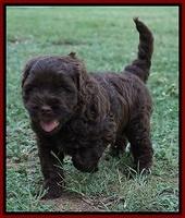 Mazie Blaze pups 5 wks old 13500