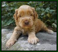 Mazie Blaze pups 3 wks old 111