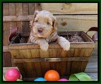 Mazie Blaze pups 4 wks old 131