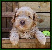 Mazie Blaze pups 4 wks old 141