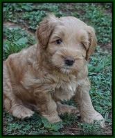 Mazie Blaze pups 5 wks old 11500