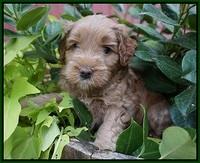 Mazie Blaze pups 5 wks old 121