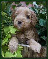 Mazie Blaze pups 5 wks old 141