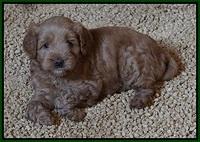 Mazie Blaze pups 5 wks old 5100