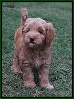 Mazie Blaze pups 7 wks old 141