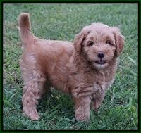 Mazie Blaze pups 7 wks old 151