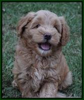 Mazie Blaze pups 7 wks old 171