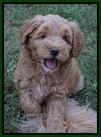 Mazie Blaze pups 7 wks old 181