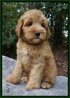 Mazie Blaze pups 8 wks old 181