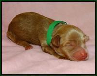 Mazie Blaze pups litter 2 31