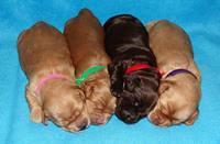Mazie Blaze pups 1 wk old 151