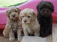 Mazie Blaze pups 6 wks old 41