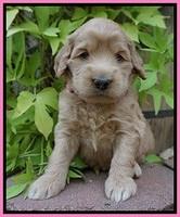 Ivory Talon pups 4 wks old 31