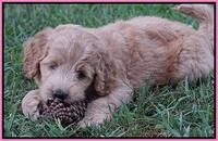 Ivory Talon pups 6 wks old11