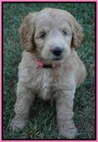 Ivory Talon pups 6 wks old51