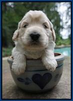 Ivory Talon pups 3 wks old 41
