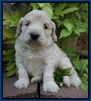 Ivory Talon pups 4 wks old 61