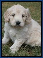 Ivory Talon pups 5 wks old 71