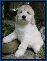 Ivory Talon pups 8 wks old131
