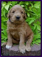 Ivory Talon pups 4 wks old 71
