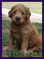 Ivory Talon pups 5 wks old 111