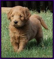 Ivory Talon pups 5 wks old 131