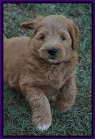 Ivory Talon pups 6 wks old131
