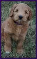 Ivory Talon pups 6 wks old151