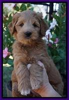 Ivory Talon pups 7 wks old 81