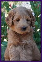 Ivory Talon pups 7 wks old 91