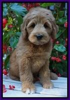 Ivory Talon pups 8 wks old81