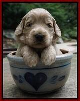 Ivory Talon pups 3 wks old 131