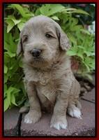 Ivory Talon pups 4 wks old 121