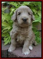 Ivory Talon pups 4 wks old 131