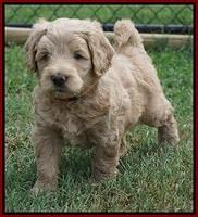 Ivory Talon pups 5 wks old 171