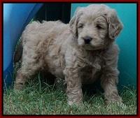 Ivory Talon pups 5 wks old 181