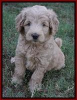 Ivory Talon pups 6 wks old181