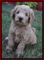 Ivory Talon pups 6 wks old191