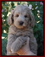 Ivory Talon pups 7 wks old 111
