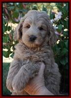 Ivory Talon pups 7 wks old 131