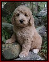 Ivory Talon pups 8 wks old221
