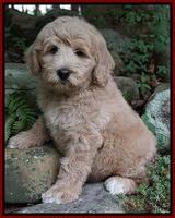 Ivory Talon pups 8 wks old241