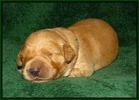 Ivory Talon pups 1 wk old17!